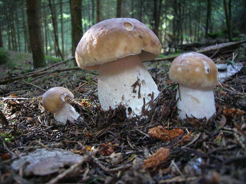 Eine Gruppen von Pilzen auf dem Waldboden.